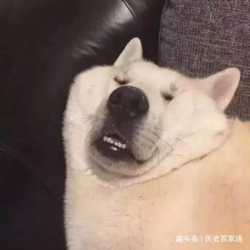 幽默搞笑段子集谁吃我敬他是个汉子,哈哈哈哈哈哈哈哈哈哈哈