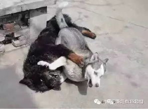 二哈你是来打架的,还是来搞笑的