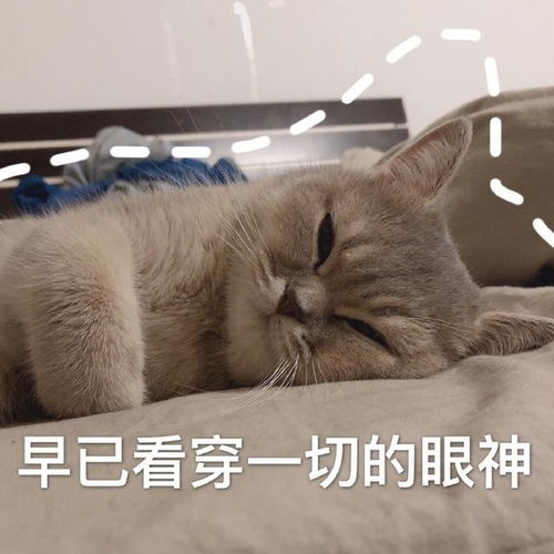 猫咪表情包今晚一起睡吗