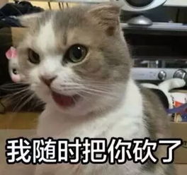 萌宠表情包堆糖,美好生活研究所