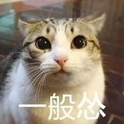 猫咪撩人表情包好玩吗猫咪撩人表情包怎么玩用户评论