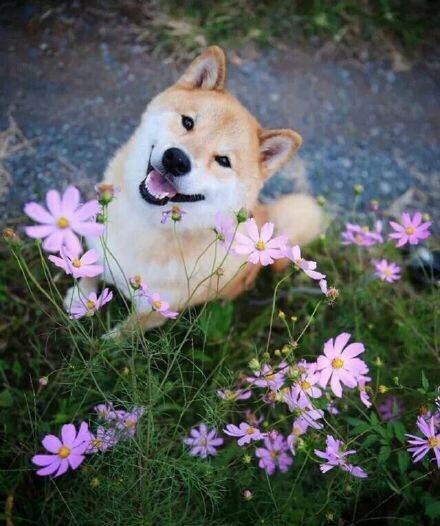 柴犬搞笑表情包