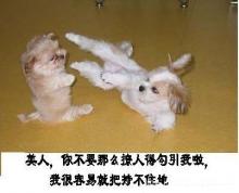 笑死不偿命超级搞笑动物表情集锦组图