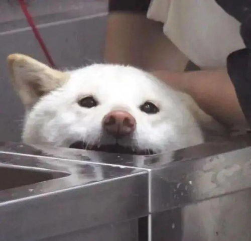 套路聊天表情包