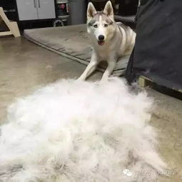 事实证明,颜值再高的哈士奇也是行走的表情包