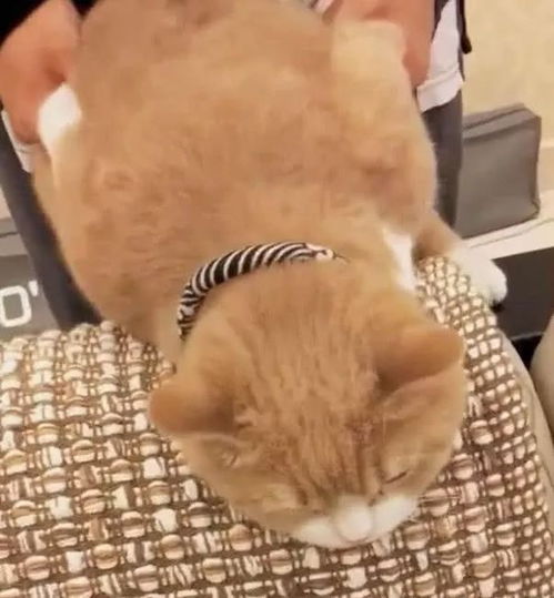 橘猫偷吃小鱼干,被铲屎官当场抓获