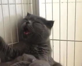 母猫喂奶时表情不自然,主人看后哭笑不得又不是我让你生那么多