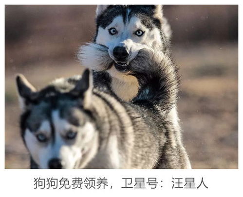 网友把二哈送到爷爷家半天时间,结果爷爷赔了8000块,原来....