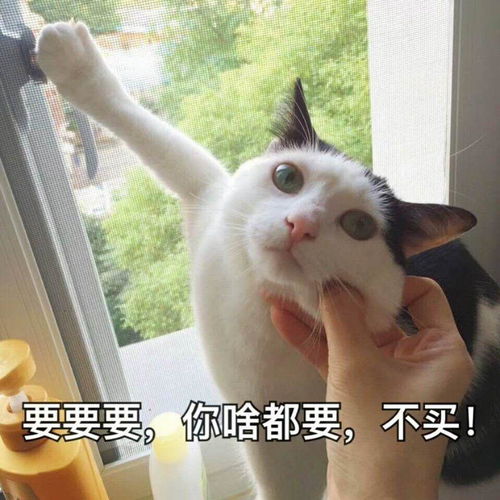 大家有没有一只心心念念希望知道的小猫的名字