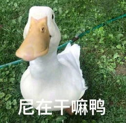 精选热门无水印表情包34张此时一名正在遛狗的网友路过