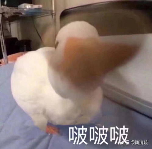 星河滚烫你是人间理想是什么意思出自哪里