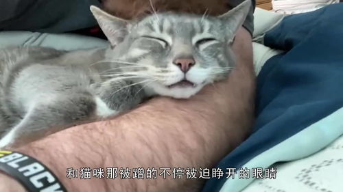 主人强制给猫咪按摩,小家伙的表情太有趣,太折磨猫了