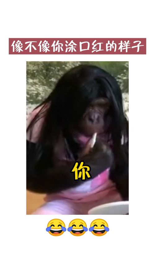 获取表情包方法搜索包子取图进入免费下载表情包搞笑