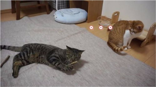 主人拿出两根棍子,橘猫全程的表情亮了