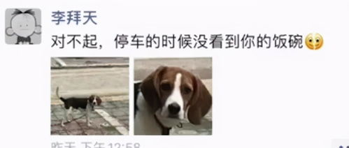 赔碗10万网友帮这只狗狗维权