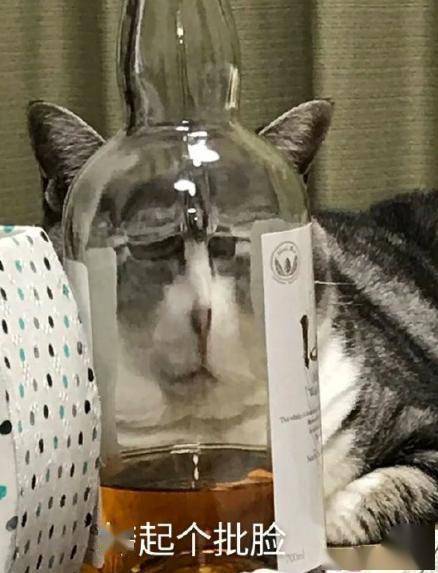 猫猫看你也是这样的只是它没有手机