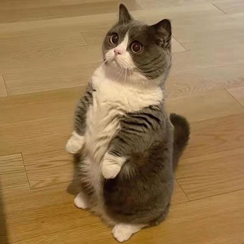 英短猫和美短猫哪个好了解了才知道,原来差别很大