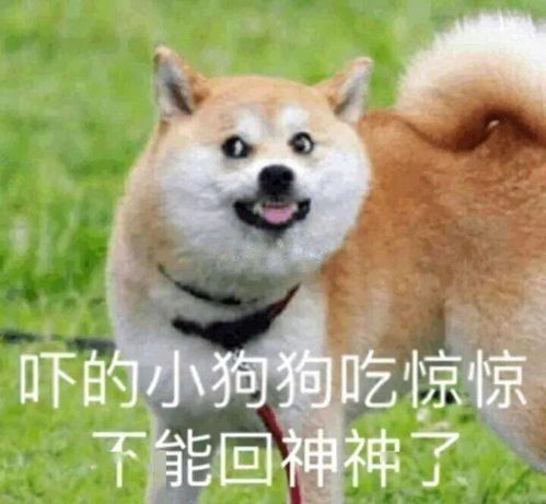 细思极恐狗狗突然对着我背后的空气狂叫
