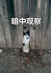 狗狗暗中观察搞笑表情包换个姿势暗中观察