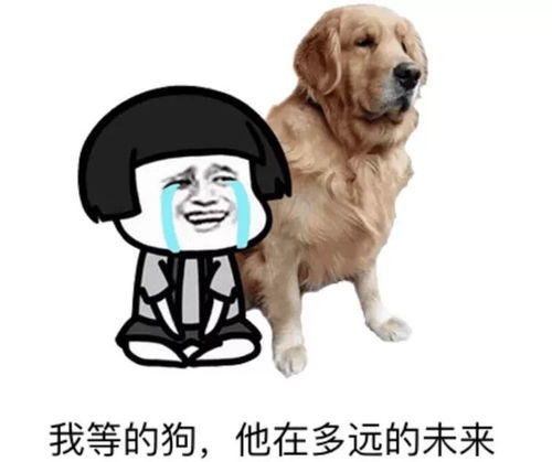 搞笑表情动图狗子