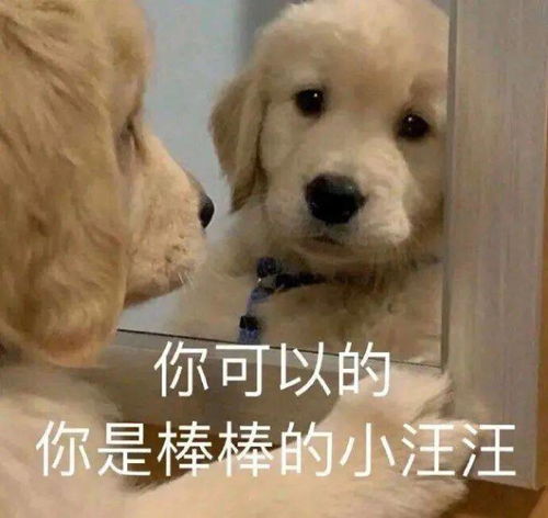 搞笑的狗表情包狗子