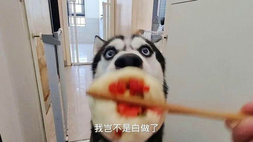给二哈的肉包里包满小米辣,傻狗吃完嗷了一个小时太好笑了