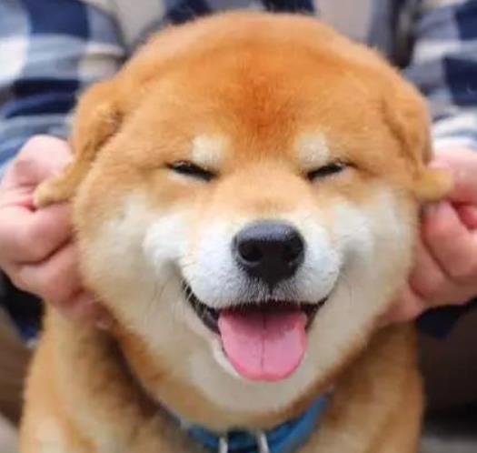 洪水中两夫妻各抱一只柴犬,在屋顶等救援,网友要是二哈就完了