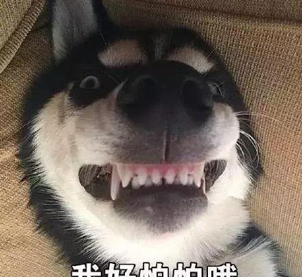 狗狗队再得一分哈士奇把猫咪赶出窝,面对二哈猫主子也束手无策
