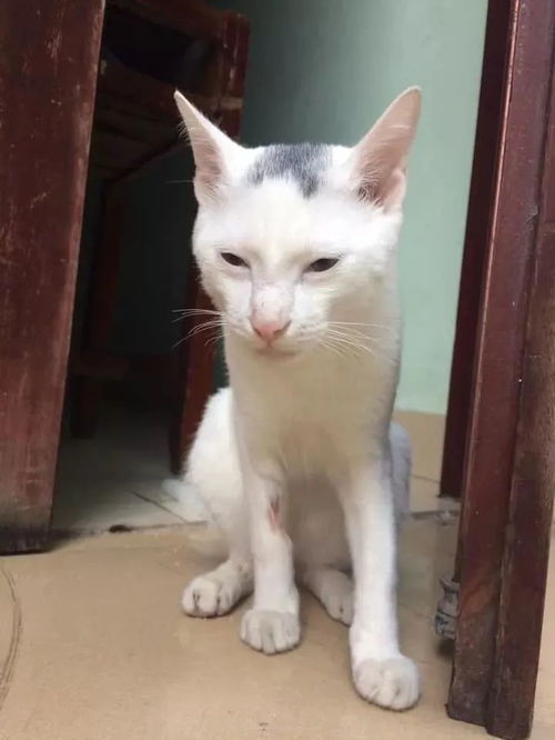 渣猫搞大母猫肚子被拉去割蛋,一个月后好像搞错了哈哈哈