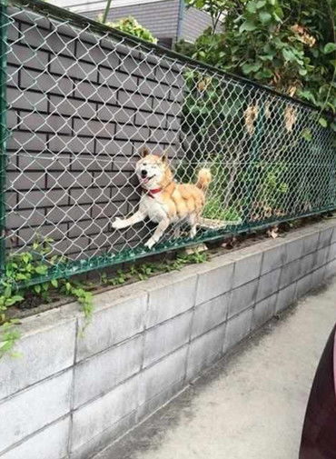 柴犬翻墙爬到别家院子,结果被卡住身子不能动,一看表情被逗笑
