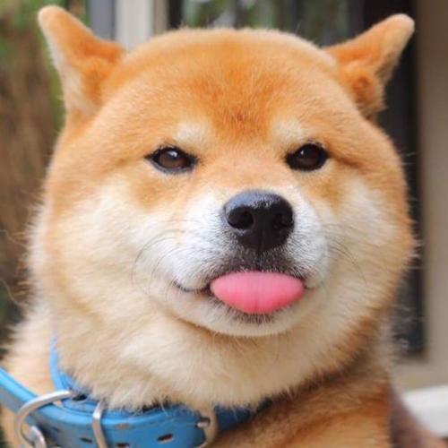 微信头像狗狗男生专用