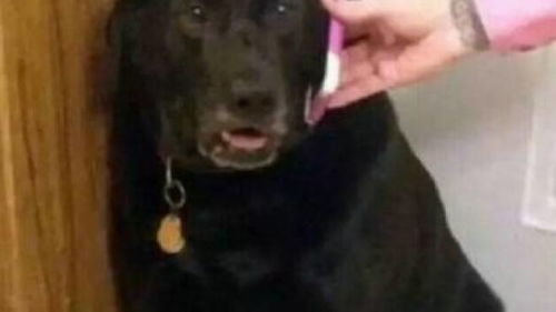 狗狗犯错误后,接到男主人的一个电话后,竟然委屈的哭了起来