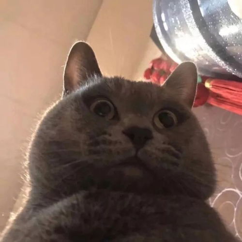 搞笑头像之表情包猫咪