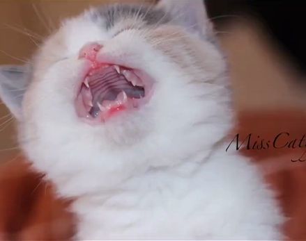 铲屎官给猫咪照相,猫咪的表情太搞笑了