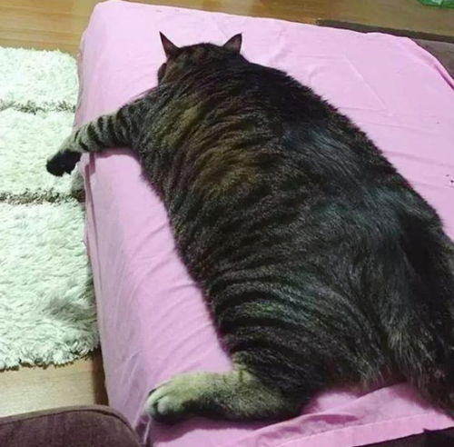 能把狸花猫养成橘喵,胖到不能自理,这铲屎官也是奇人