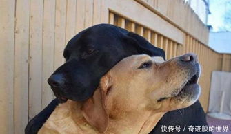 一组关于狗狗的搞笑图片,背后的故事承包了我一年的笑点