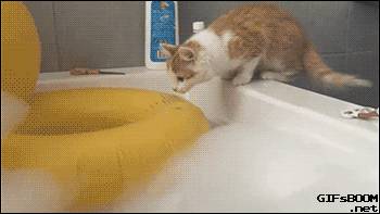 最搞笑gif猫咪动图火爆网络,快来收集一波表情包