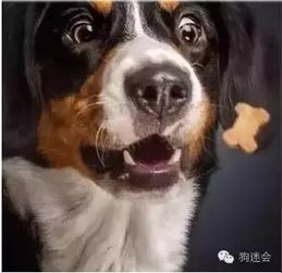 狗狗生理知识大全,普及版