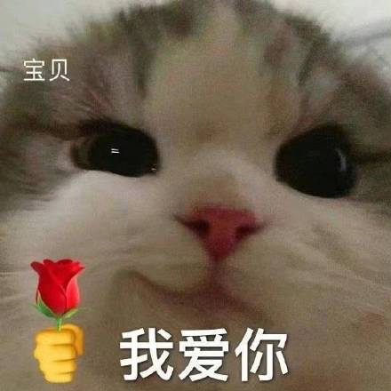搞笑表情包情头一对猫咪