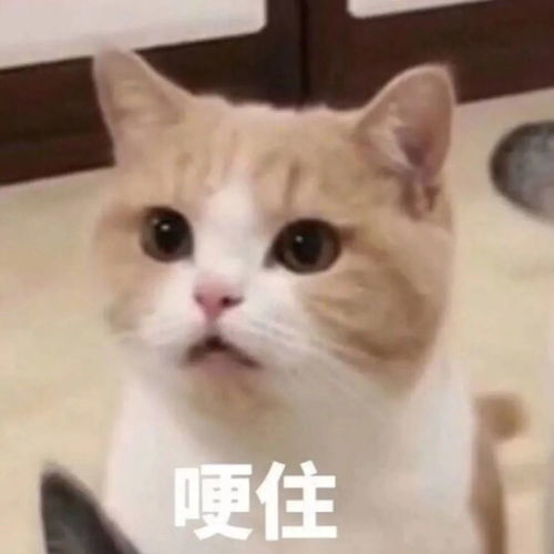 小孩子才做选择,我全想要