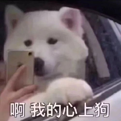 热门表情包图片看见我额头的666了吗