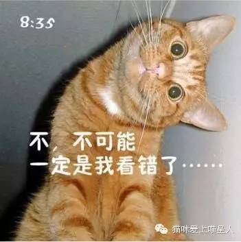 喵星人告诉你,明天的你就是这样子的