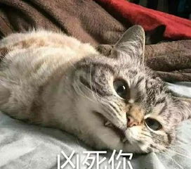 猫咪气到昏古七表情包大全