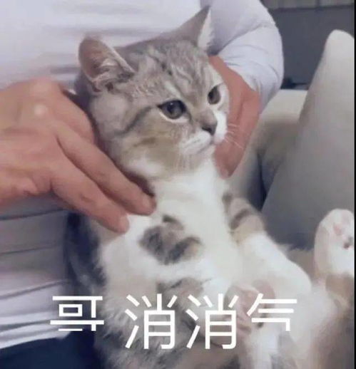 每日精选沙雕表情包
