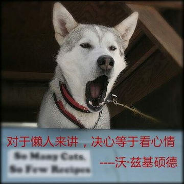 全站相册标签冷幽默