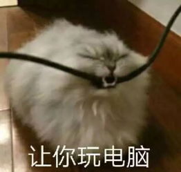 猫咪表情包喵