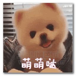 刚睡醒的搞笑表情图片小动物