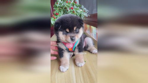 谁让你这么好看,不拍视频可惜了,柴犬表情包