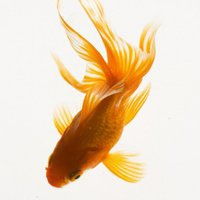 金鱼头像图片微信头像图片大全