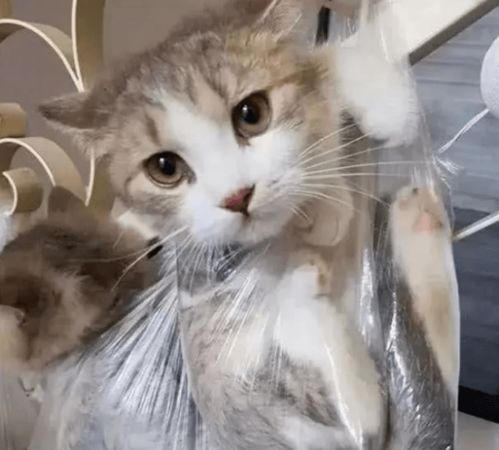 猫咪打碎花瓶被主人抓包,直接将它们挂楼梯上,猫咪表情笑喷主人
